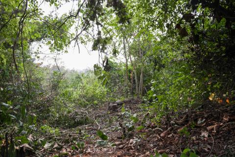 Forest in Jharkhand